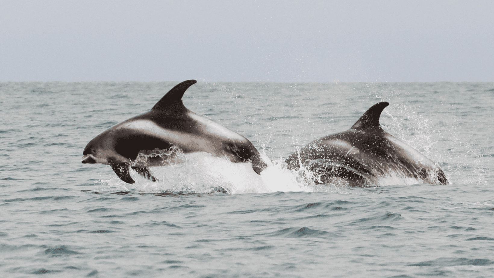 Are There Dolphins In Iceland?