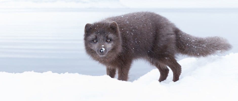 Where to Watch Wildlife In Iceland