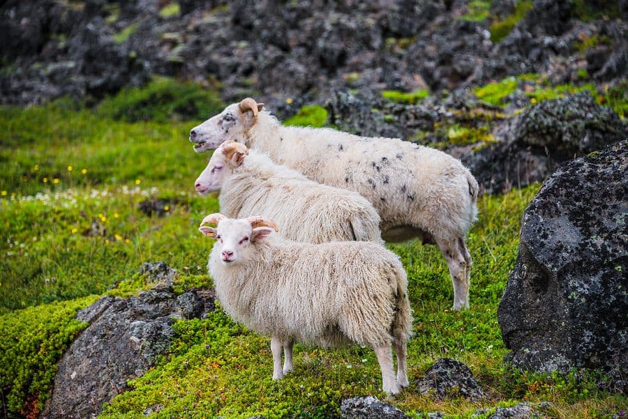 Last Minute Car Rentals in Iceland